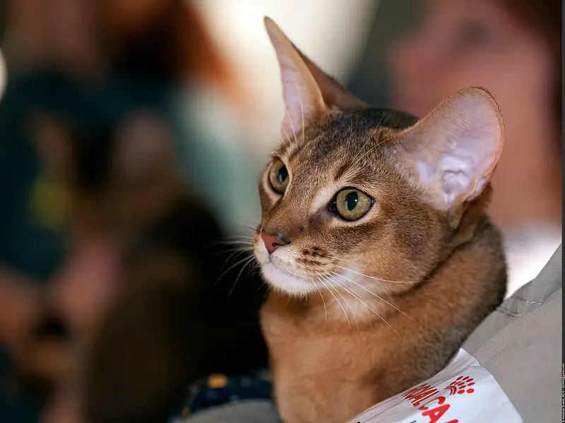 Mèo Abyssinian lông ruddy nâu đỏ, tai to, được bế tại triển lãm mèo