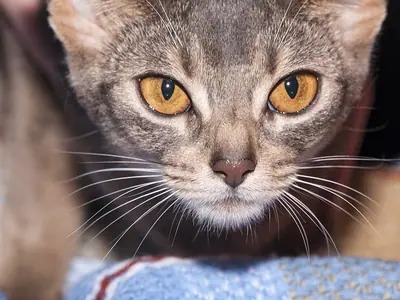 Cận mặt mèo Abyssinian xám nâu, mắt vàng cam to, nhìn thẳng