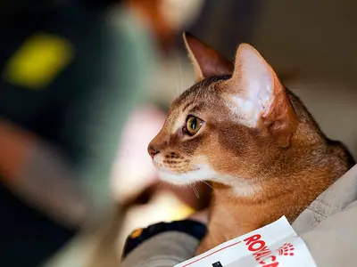 Mèo Abyssinian lông ruddy nhìn nghiêng sang trái tại triển lãm