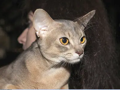 Mèo Abyssinian màu xanh xám nhạt nhìn sang phải khi được bế