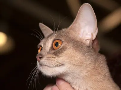 Mèo Abyssinian màu be hồng mắt cam nhìn nghiêng lên trên