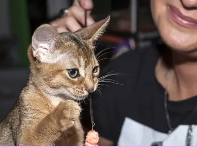 Mèo Abyssinian giơ chân vờn que đồ chơi trước người đang cười