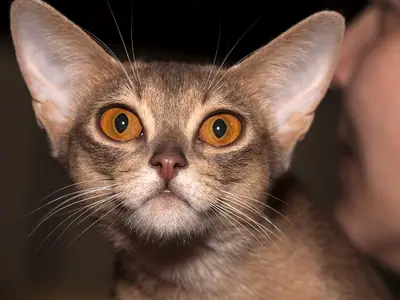Cận mặt mèo Abyssinian màu be, tai rất to, mắt cam tròn