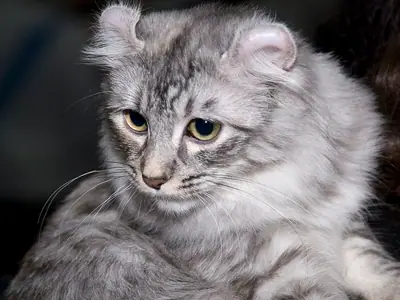 Mèo American Curl xám bạc vằn, tai cong ra sau, nhìn xuống