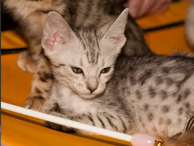 Mèo con Bengal bạc đốm đen ngẩng nhìn ống kính, cạnh que đồ chơi