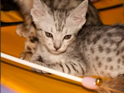 Mèo con Bengal bạc đốm đen nằm trên đệm cam, nhìn sang bên
