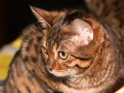 Mèo Bengal vằn nâu nhìn nghiêng xuống dưới trên nền tối