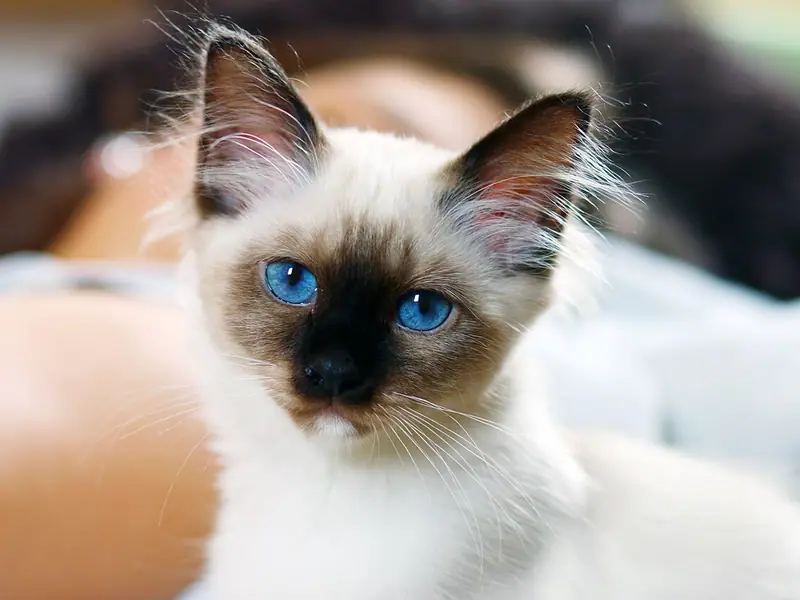 Mèo Birman con mặt seal point, mắt xanh biếc, nằm trên chăn sáng màu