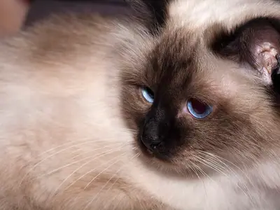 Cận mặt mèo Birman seal point lông dài, mắt xanh nhìn sang bên