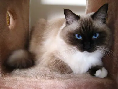 Mèo Birman seal point mắt xanh nằm trên trụ cào, bàn chân trắng