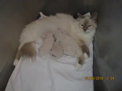 Mèo Birman mẹ nằm trong ổ cho đàn mèo con bú