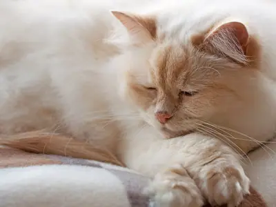Mèo Birman lông dài màu kem nằm ngủ trên chăn, chân trắng duỗi