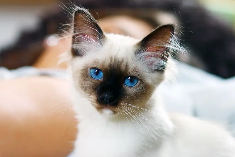 Mèo Birman con mặt seal point, mắt xanh biếc, nằm trên chăn sáng màu