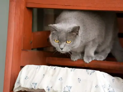 Mèo Anh lông ngắn xám xanh cúi người dưới gầm ghế gỗ đỏ, mắt vàng nhìn xuống
