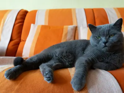 Mèo Anh lông ngắn xám đậm nằm duỗi thư giãn trên ghế sofa sọc cam trắng