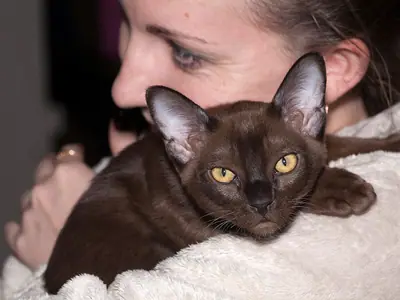 Mèo Miến Điện nâu sable nằm trên vai người, chăn trắng bên dưới