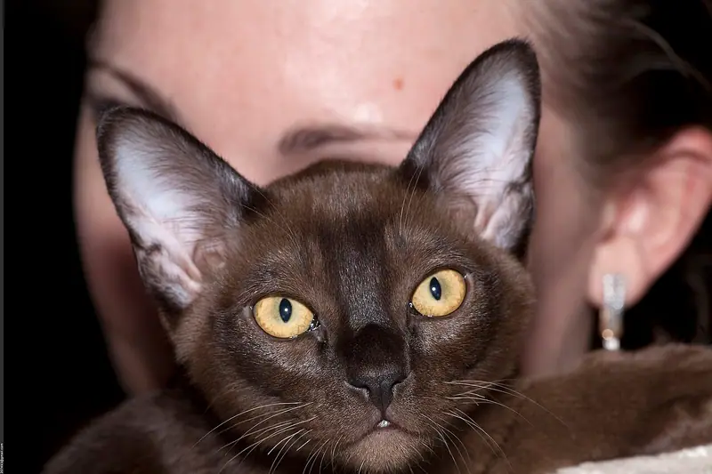 Sable Burmese with golden eyes and large ears held close to its owner's cheek