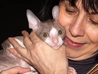 Mèo Cornish Rex tử đinh hương trắng được người phụ nữ áp má ôm