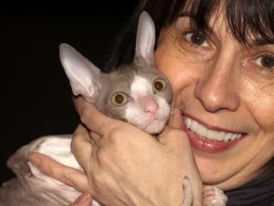 Mèo Cornish Rex tử đinh hương trắng trong vòng tay người phụ nữ đang cười