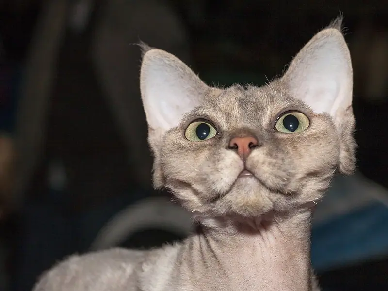 Mèo Devon Rex xám nhạt lông xoăn thưa, tai rất to, mắt tròn nhìn thẳng