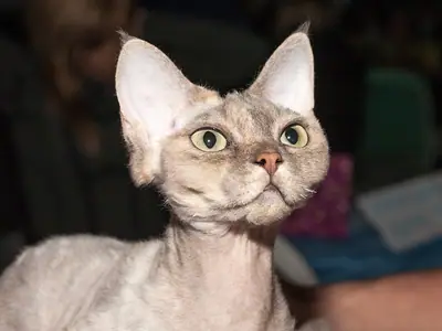 Mèo Devon Rex xám nhạt ngẩng đầu, mắt xanh lục nhìn lên