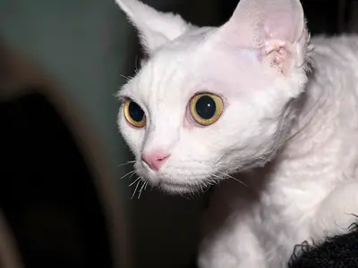Mèo Devon Rex trắng lông xoăn, mắt vàng to, nhìn sang trái
