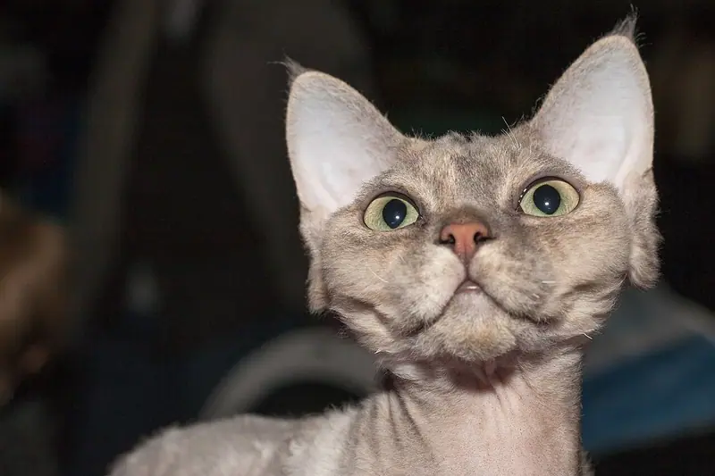 Pale grey Devon Rex with a sparse wavy coat, huge ears and round eyes looking ahead