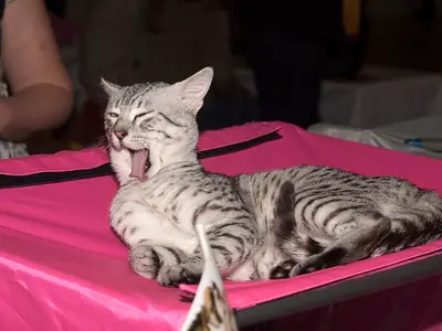 Mèo Mau Ai Cập đốm bạc nằm ngáp trên bàn hồng tại triển lãm