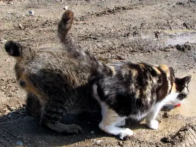 Mèo Bobtail Nhật tam thể đuôi cụt cạnh một mèo vằn đuôi dài