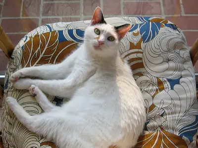 Mèo Bobtail Nhật trắng tai đốm ngồi trên ghế hoa văn, nhìn thẳng