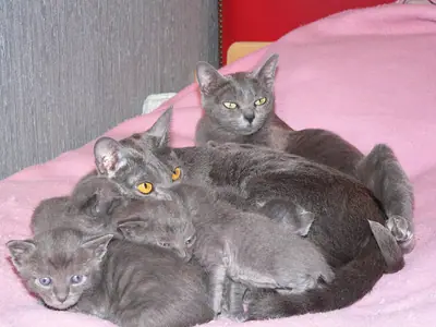 Mèo Korat mẹ xám xanh nằm cùng đàn mèo con trên chăn hồng