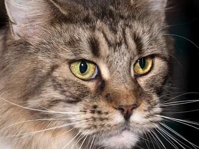 Cận mặt mèo Maine Coon vằn nâu xám, mắt vàng xanh, ria dài