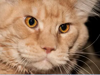 Cận mặt mèo Maine Coon màu kem, mắt hổ phách nhìn thẳng