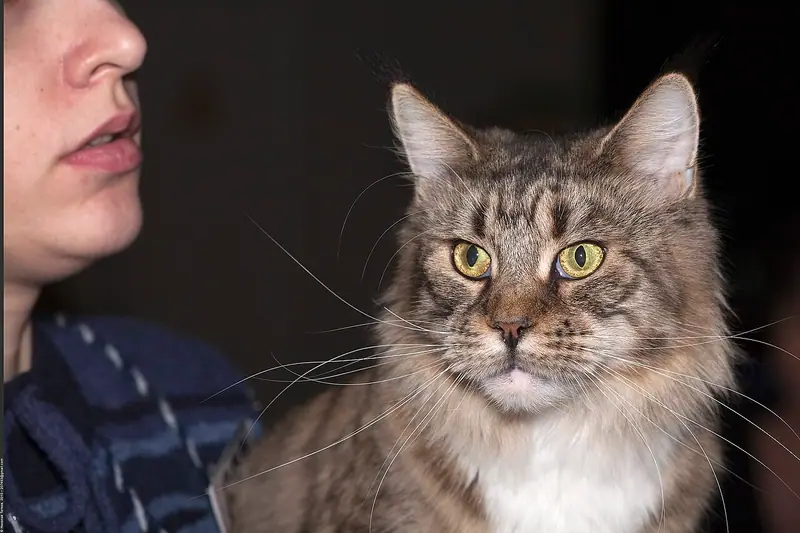 Brown tabby Maine Coon with a white chest and tufted ears sitting beside its owner