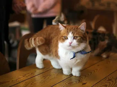 Mèo Munchkin trắng cam chân ngắn, đeo khăn xanh, đứng trên bàn gỗ