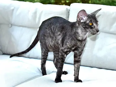 Mèo Phương Đông lông ngắn đen khói thân thon đứng trên sofa trắng