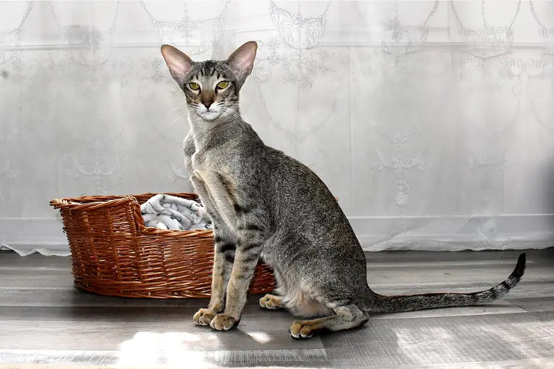 Black spotted tabby Oriental Shorthair with huge ears sitting by a wicker basket