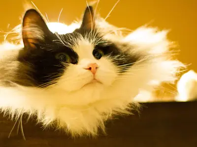 Mèo RagaMuffin đen trắng lông dài nằm trên kệ gỗ, ngước nhìn lên