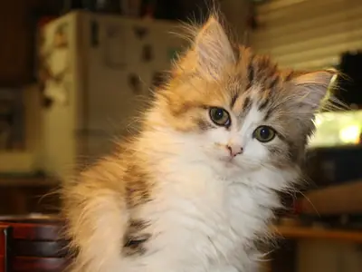 Mèo RagaMuffin con tam thể lông dài ngồi trên bàn, nhìn sang bên