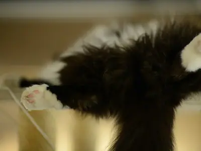 Mèo RagaMuffin đen trắng nằm ngửa, xoè rộng hai chân trước