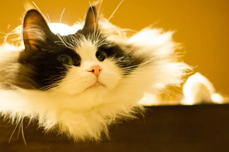 Long-haired black-and-white RagaMuffin lying on a wooden shelf, gazing up