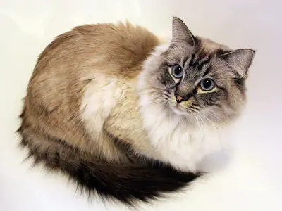 Mèo Ragdoll lông dài màu point, đuôi sẫm xù, nằm cuộn và ngoái nhìn ống kính