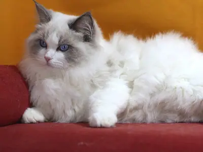 Mèo Ragdoll bicolor xanh trắng mắt xanh nằm trên ghế đỏ