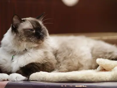 Mèo Ragdoll point nâu đậm nằm duỗi trên tấm lót lông cừu trong quán cà phê mèo