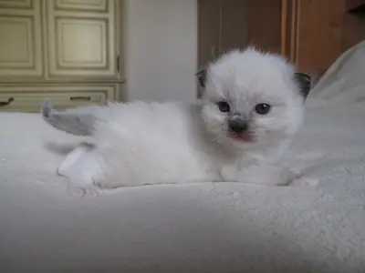 Mèo con Ragdoll 3 tuần tuổi lông trắng ngà, mặt hơi sẫm, nằm trên chăn xám