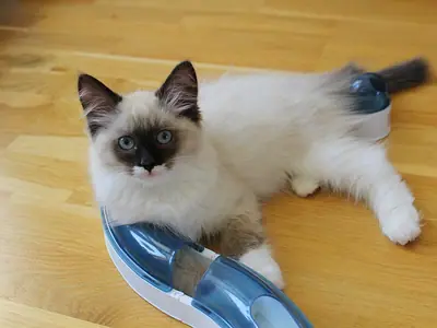 Mèo con Ragdoll nằm trên sàn gỗ, ôm một món đồ chơi nhựa xanh