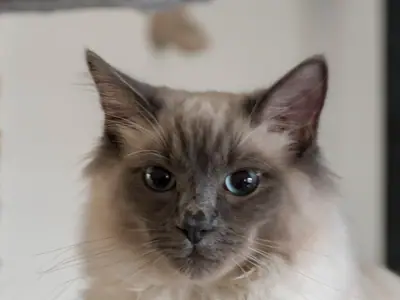 Cận mặt mèo Ragdoll lông dài, mặt sẫm, mắt xanh nhìn thẳng