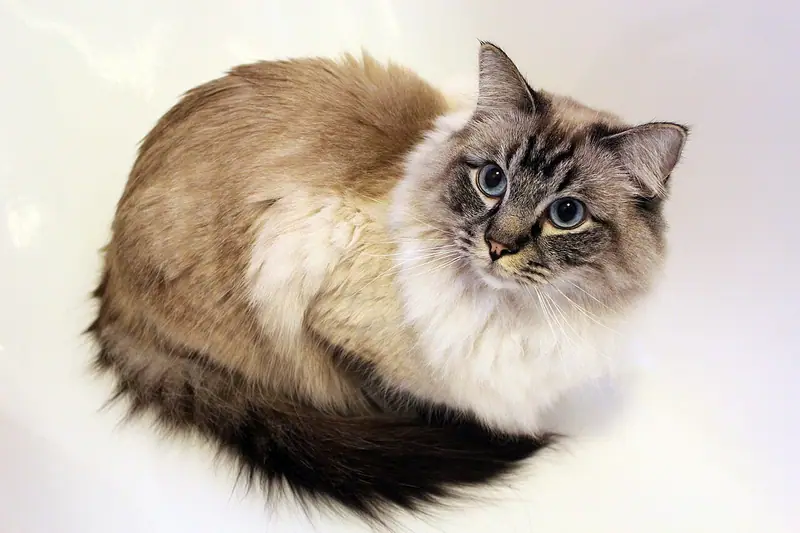 Long-haired pointed Ragdoll with a dark bushy tail, curled up and looking back at the camera