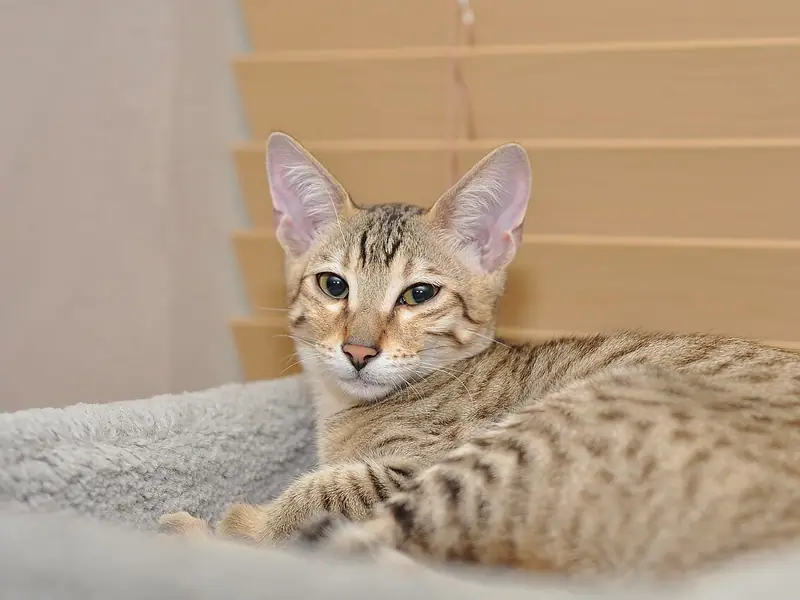 Mèo Savannah con lông đốm nâu nằm trên chăn xám, tai to dựng