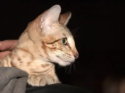 Mèo Savannah đốm nâu nhìn nghiêng sang phải trên nền tối